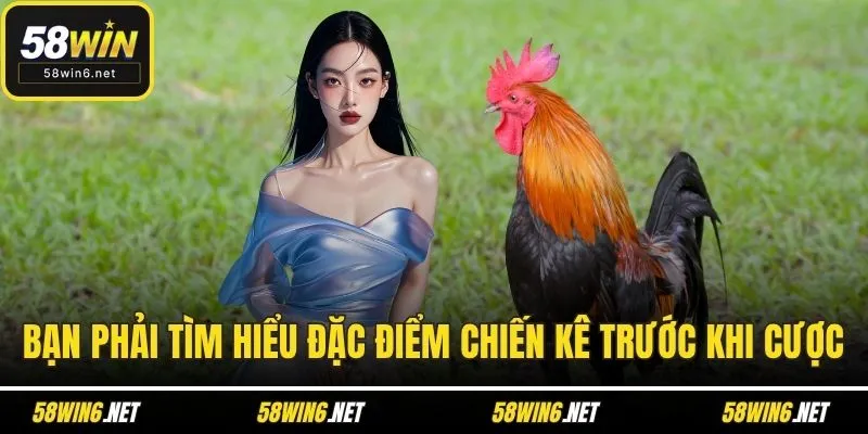 Bạn phải tìm hiểu đặc điểm chiến kê trước khi cược