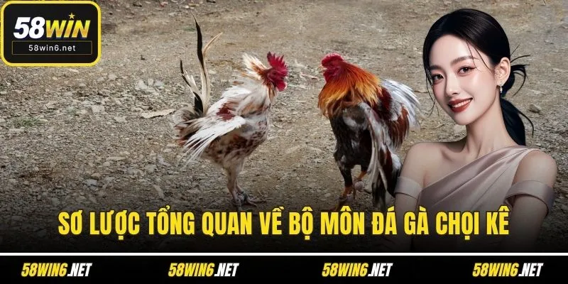 Sơ lược tổng quan về bộ môn đá gà chọi kê